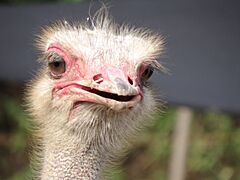 Struthio camelus Panachi 05