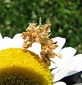 Synchlora aerata caterpillar
