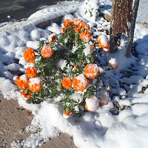 Archivo:Tagetes erecta cultivada en Chihuahua