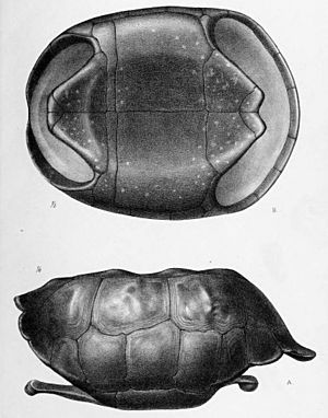 Archivo:Testudo elephantopus