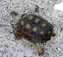 Texas Tortoise (Gopherus berlandieri) (57391708).jpg