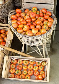 Archivo:Tomate limachino 20200101 02