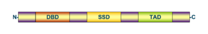 Archivo:Transcription factor schematic 2