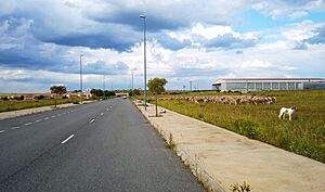 Archivo:Trashumancia en polígono industrial (Bernuy)