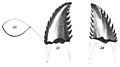 Troodon formosus