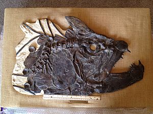 Archivo:Xiphactinus audax Skull prepared by Fossil Shack