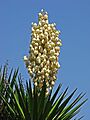 Yucca 02