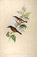 Zosteropsalboguralis