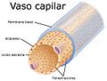 2614 Fenestrated Capillary esp