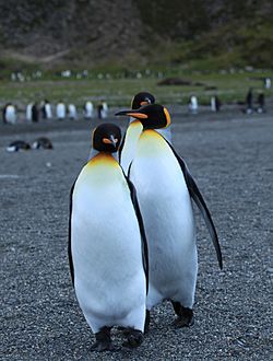 Archivo:A trio of King Penguins (5848683717)