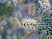 Archivo:Acacia-greggii-flower