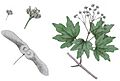 Acer campestrie L ag1