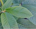 Aesculus californica
