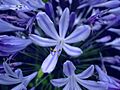 Agapanthus
