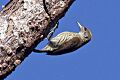 Antillean Piculet (Nesoctites micromegas) (8082816234)