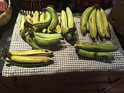 Approximately 30 Gros Michel Bananas.jpg