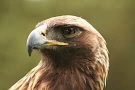 Aquila chrysaetos portrait