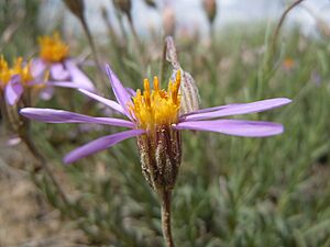 Archivo:Aster scopulorum (5881831141)