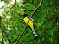 Black-throated Trogon 1