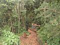 Bosque del Adelantado 1