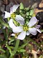 C.maritima-flor-1