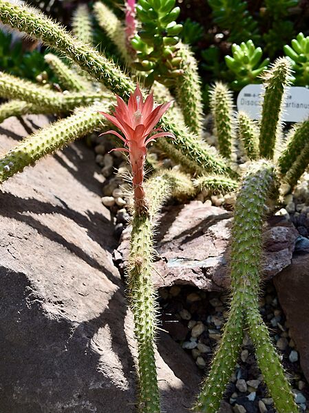 Cactaceae Disocactus martianus 1