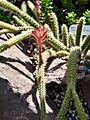 Cactaceae Disocactus martianus 1