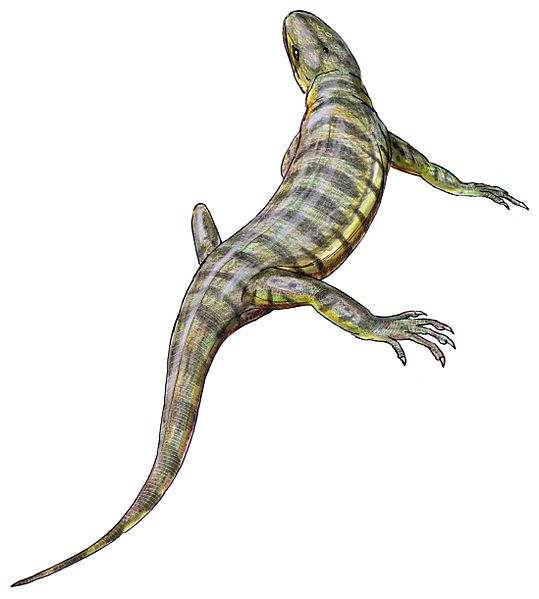Casineria kiddi reconstruction