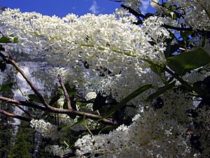 Archivo:Ceanothus integerrimus 02
