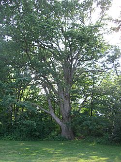 Chinkapin oak.jpg