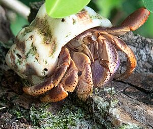 Archivo:Coenobita clypeatus 59732923