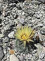 Coryphantha pallida 8