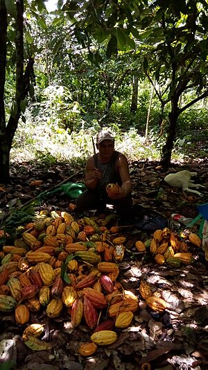 Archivo:Cosecha de cacao en Tumupasa