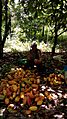 Cosecha de cacao en Tumupasa