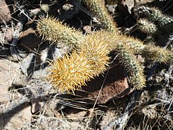 Cylindropuntia alcahes (5781346056).jpg