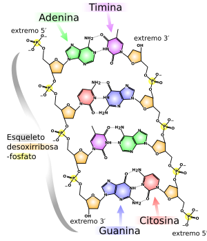 Archivo:DNA chemical structure es-2008-08-01