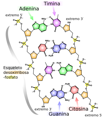 Archivo:DNA chemical structure es-2008-08-01