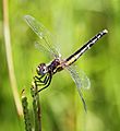 Diplacodes pumila Dwarf Percher 2013 02 03 14 15