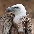 Eagle beak sideview A