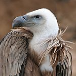 Archivo:Eagle beak sideview A