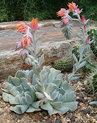 Echeveria runyonii HabitusInflorescences BotGard0906.jpg