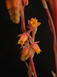 Archivo:Echeveria subalpina 2