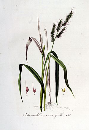 Archivo:Echinochloa crus-galli — Flora Batava — Volume v6