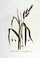 Echinochloa crus-galli — Flora Batava — Volume v6