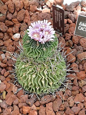 Archivo:Echinofossulocactus multicostatus - United States Botanic Garden - DSC09494