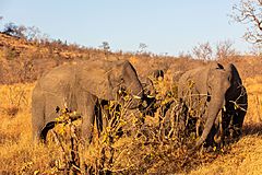 Archivo:Elefantes africanos de sabana (Loxodonta africana), parque nacional Kruger, Sudáfrica, 2018-07-25, DD 13