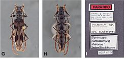 Elytrimitatrix sharonae.jpg