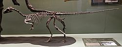 Archivo:Eoraptor Museum of Anchient Life