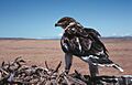 Ferruginous hawk on nest2