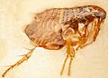 Flea, macro